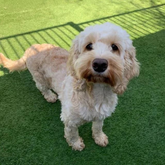 Denise, female Cockapoo for adoption at Many Tears Animal Rescue, Llanelli