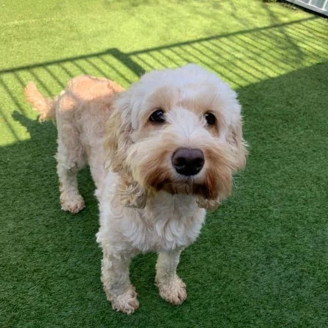 Denise, female Cockapoo for adoption at Many Tears Animal Rescue, Llanelli — photo 2 of 5