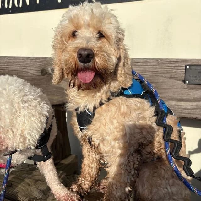 Denise, female Cockapoo for adoption at Many Tears Animal Rescue, Llanelli — photo 3 of 5