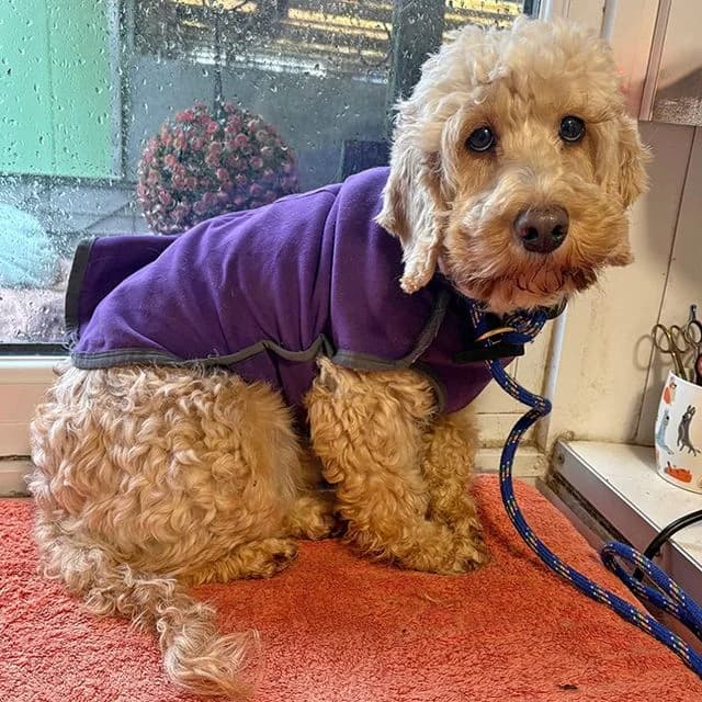 Denise, female Cockapoo for adoption at Many Tears Animal Rescue, Llanelli — photo 4 of 5