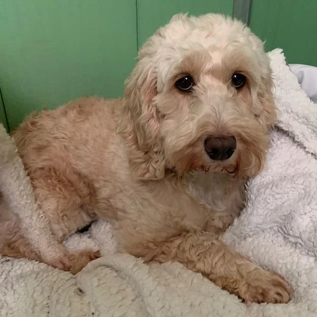 Denise, female Cockapoo for adoption at Many Tears Animal Rescue, Llanelli — photo 5 of 5