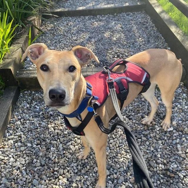 Max, male puppy Staffordshire Bull Terrier for adoption at Many Tears Animal Rescue, Llanelli
