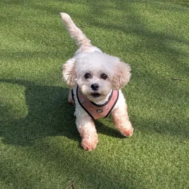 Toast, female 4yo Maltese for adoption at Many Tears Animal Rescue, Llanelli