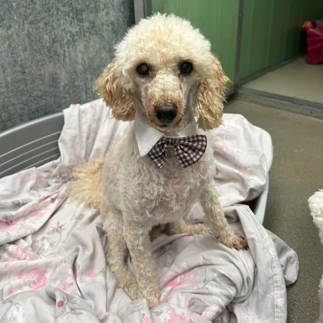 Crispin, male 7yo Poodle for adoption at Many Tears Animal Rescue, Llanelli