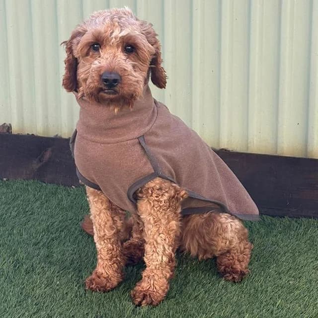 Cedar, female young Poodle for adoption at Many Tears Animal Rescue, Llanelli