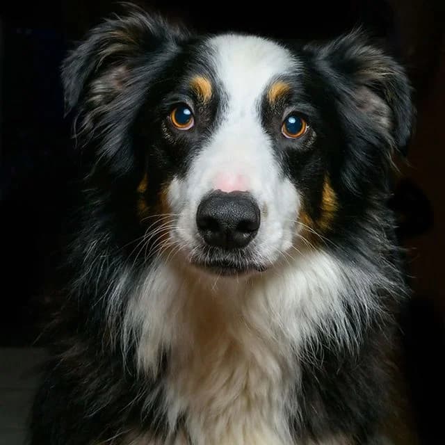 Toucan, male 5yo Collie for adoption at Many Tears Animal Rescue, Llanelli