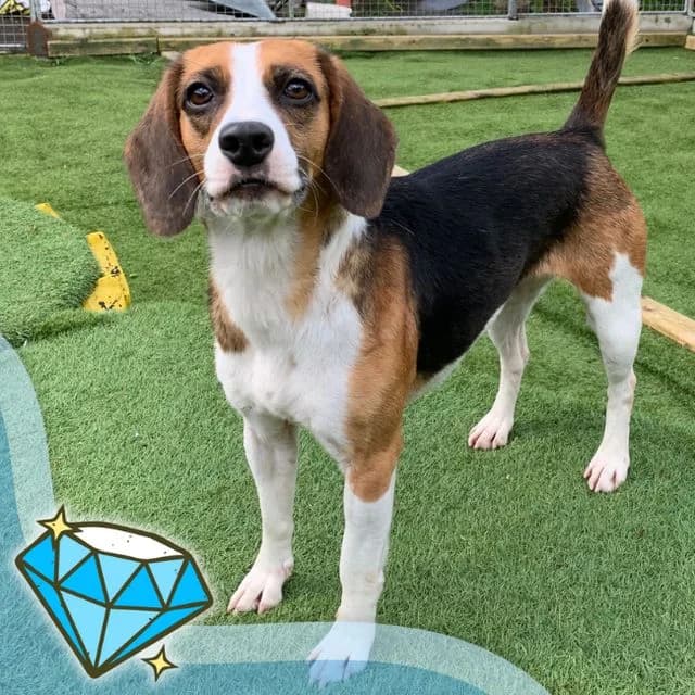 Zephi, female 3yo Beagle for adoption at Many Tears Animal Rescue, Llanelli