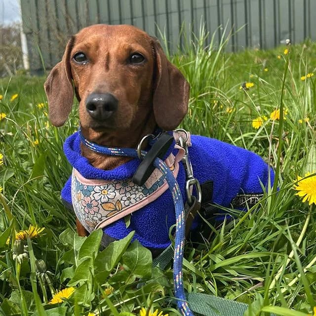 Spaghetti, female 4yo Dachshund for adoption at Many Tears Animal Rescue, Llanelli