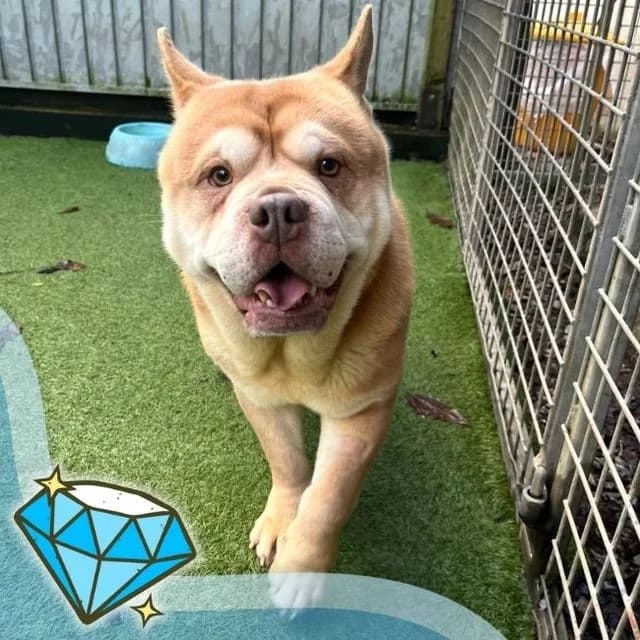 Criss Cross, male 5yo mixed breed for adoption at Many Tears Animal Rescue, Llanelli