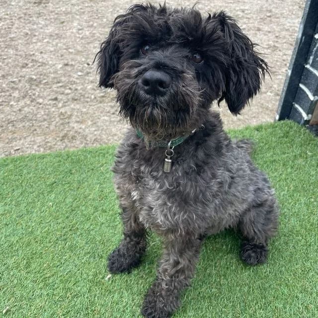 Guiness, male Miniature Schnauzer for adoption at Many Tears Animal Rescue, Llanelli — photo 2 of 5