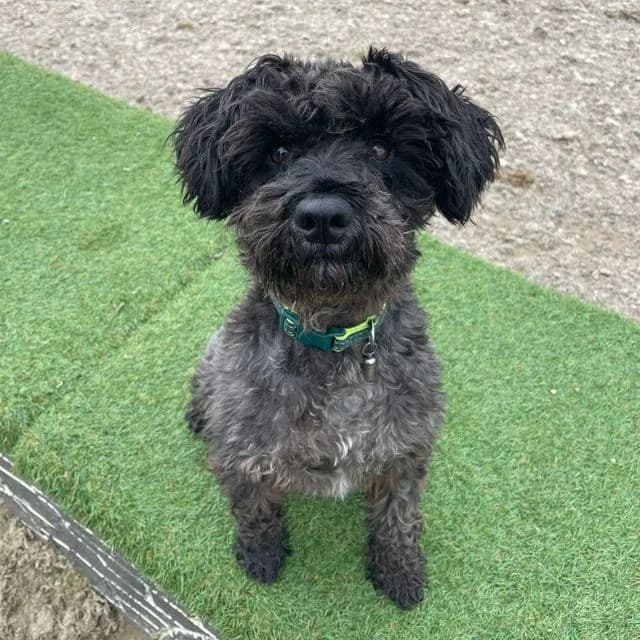 Guiness, male Miniature Schnauzer for adoption at Many Tears Animal Rescue, Llanelli — photo 3 of 5