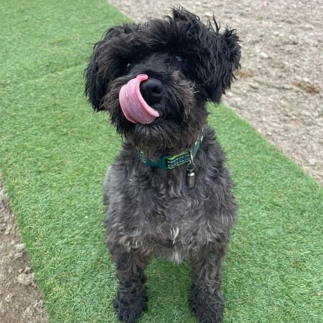 Guiness, male Miniature Schnauzer for adoption at Many Tears Animal Rescue, Llanelli — photo 4 of 5