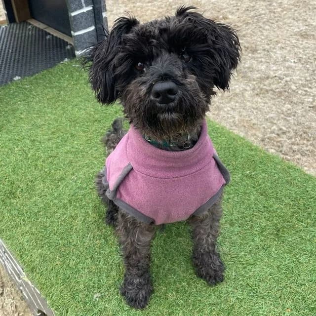 Guiness, male Miniature Schnauzer for adoption at Many Tears Animal Rescue, Llanelli — photo 5 of 5