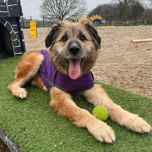 Buck, male 6yo Mixed Breed for adoption at Many Tears Animal Rescue, Llanelli