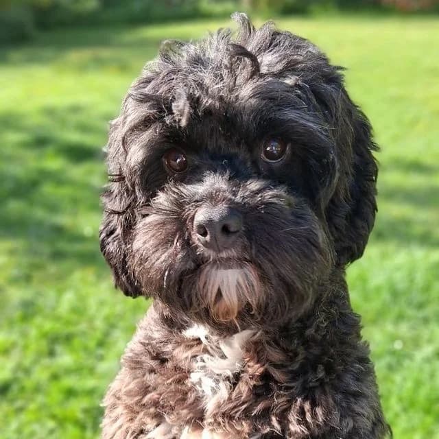 Peaches, female 3yo Cavapoo for adoption at Many Tears Animal Rescue, Llanelli