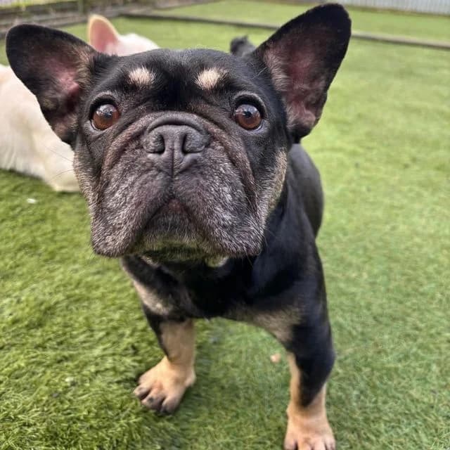 Piggy, female English Bulldog for adoption at Many Tears Animal Rescue, Llanelli