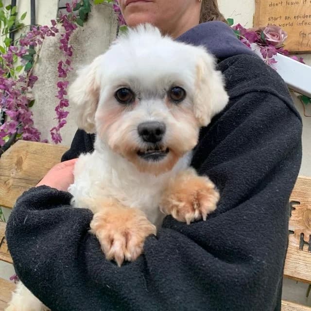 Rye, female Bichon Frisé for adoption at Many Tears Animal Rescue, Llanelli — photo 2 of 4