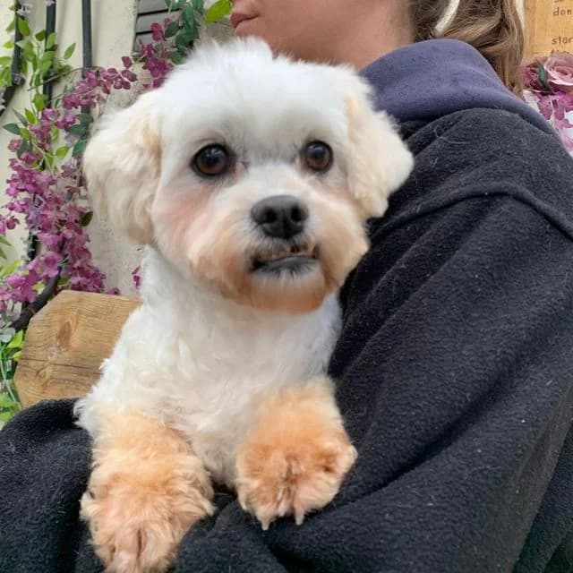 Rye, female Bichon Frisé for adoption at Many Tears Animal Rescue, Llanelli — photo 3 of 4