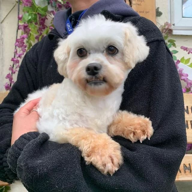Rye, female Bichon Frisé for adoption at Many Tears Animal Rescue, Llanelli — photo 4 of 4