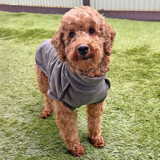 Rivenly, female Poodle for adoption at Many Tears Animal Rescue, Llanelli