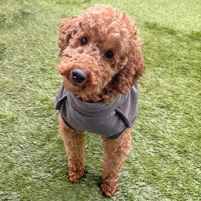 Rivenly, female Poodle for adoption at Many Tears Animal Rescue, Llanelli — photo 2 of 5