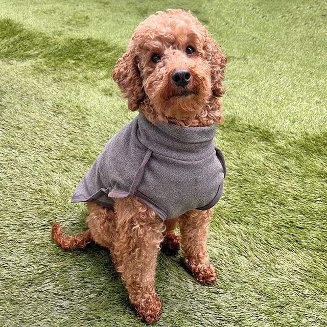 Rivenly, female Poodle for adoption at Many Tears Animal Rescue, Llanelli — photo 3 of 5