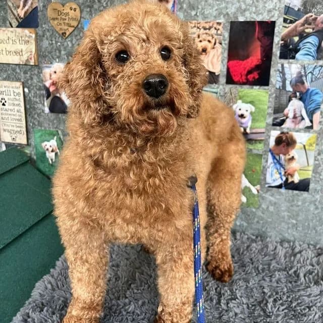 Rivenly, female Poodle for adoption at Many Tears Animal Rescue, Llanelli — photo 4 of 5