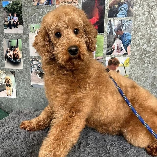 Rivenly, female Poodle for adoption at Many Tears Animal Rescue, Llanelli — photo 5 of 5