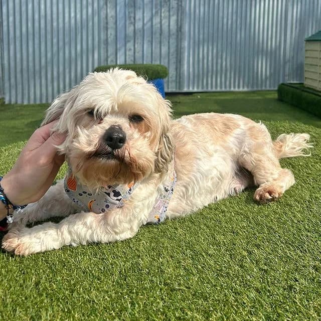 Rivenook, female Shih Tzu for adoption at Many Tears Animal Rescue, Llanelli