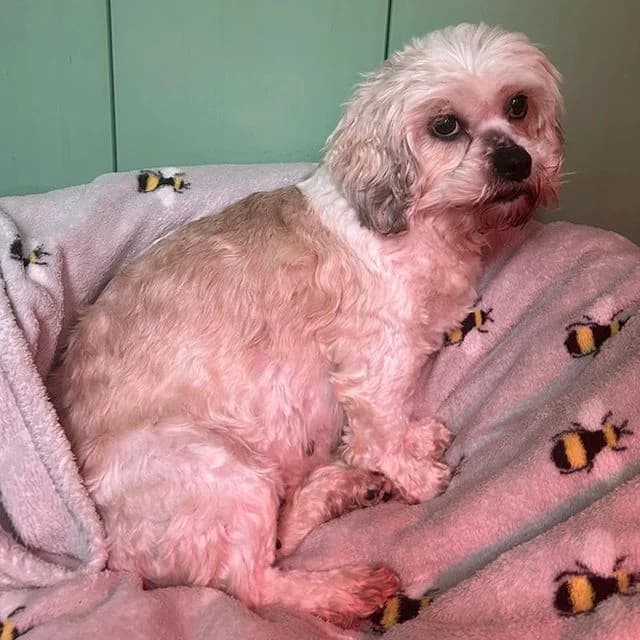 Rivenook, female Shih Tzu for adoption at Many Tears Animal Rescue, Llanelli — photo 2 of 3