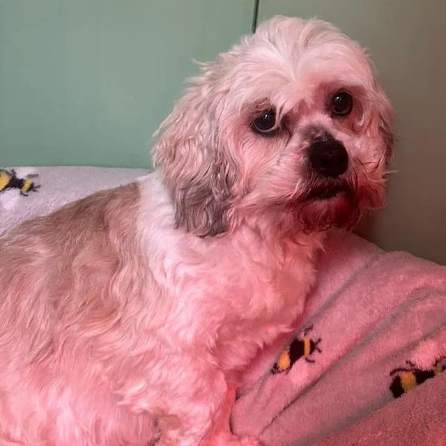 Rivenook, female Shih Tzu for adoption at Many Tears Animal Rescue, Llanelli — photo 3 of 3