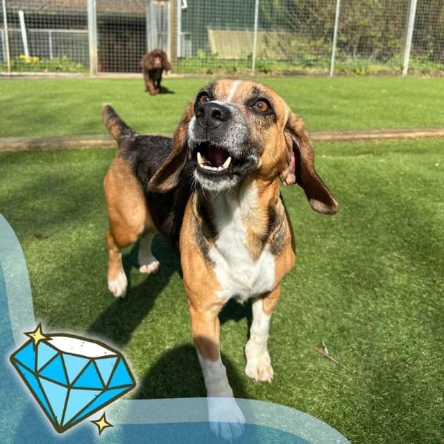 Reet, female senior Beagle for adoption at Many Tears Animal Rescue, Llanelli