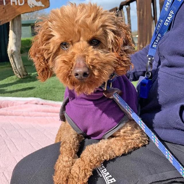 Rydal, female young Poodle for adoption at Many Tears Animal Rescue, Llanelli