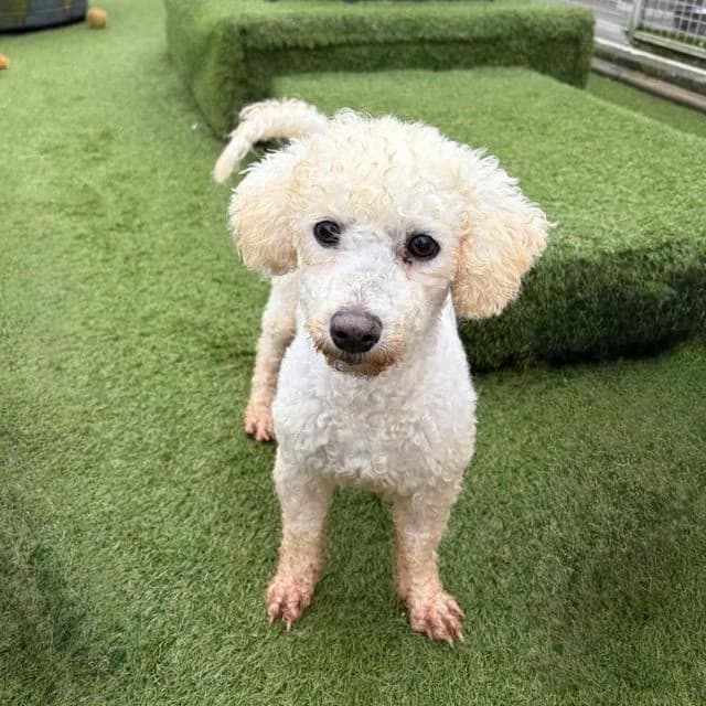 Lily May, female senior Bichon Frisé for adoption at Many Tears Animal Rescue, Llanelli