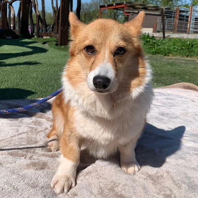 Ember, female young mixed breed for adoption at Many Tears Animal Rescue, Llanelli