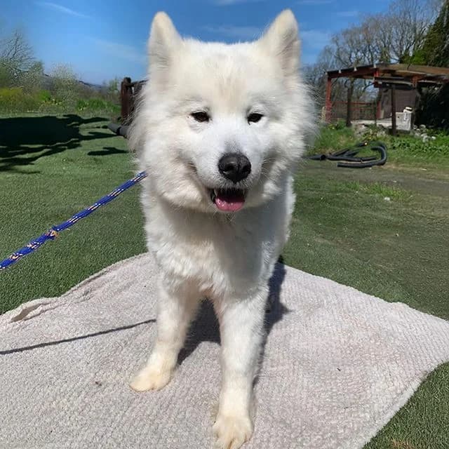 Echo, female Samoyed for adoption at Many Tears Animal Rescue, Llanelli