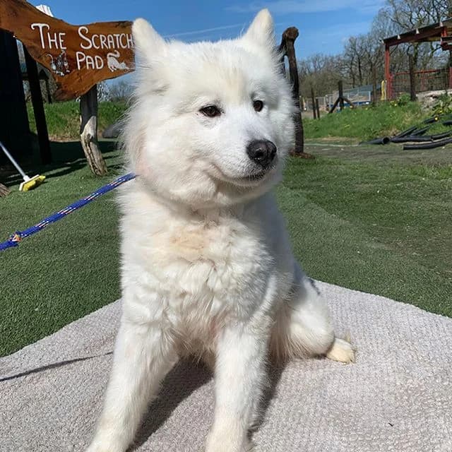 Echo, female Samoyed for adoption at Many Tears Animal Rescue, Llanelli — photo 2 of 4