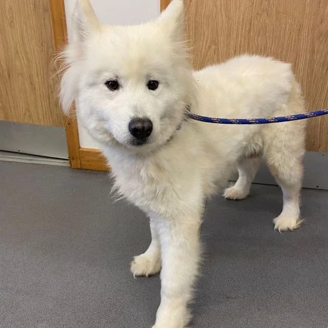 Echo, female Samoyed for adoption at Many Tears Animal Rescue, Llanelli — photo 3 of 4