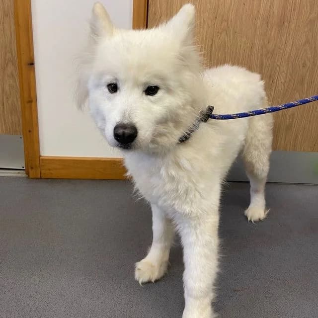 Echo, female Samoyed for adoption at Many Tears Animal Rescue, Llanelli — photo 4 of 4