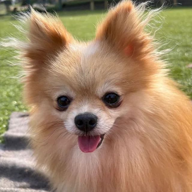 Casio, male Pomeranian for adoption at Llanelli