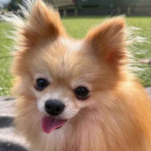 Casio, male Pomeranian for adoption at Many Tears Animal Rescue, Llanelli — photo 2 of 5