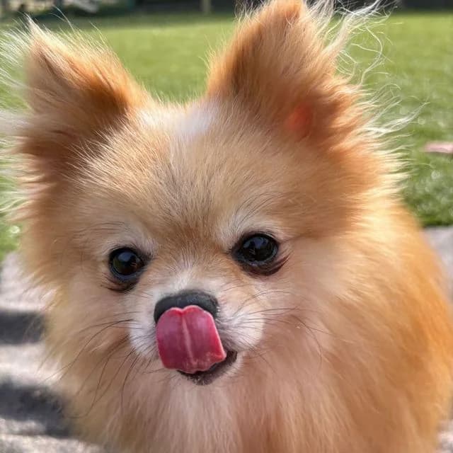 Casio, male Pomeranian for adoption at Many Tears Animal Rescue, Llanelli — photo 3 of 5