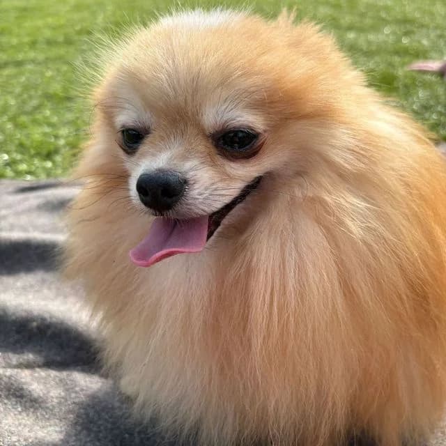 Casio, male Pomeranian for adoption at Many Tears Animal Rescue, Llanelli — photo 4 of 5