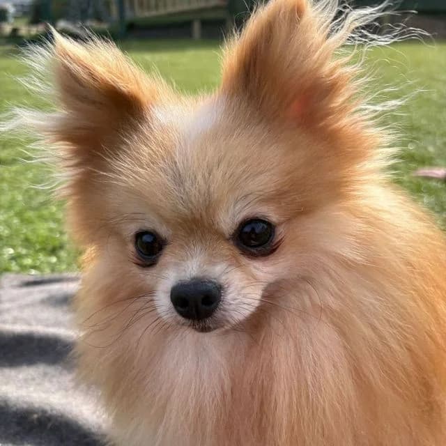 Casio, male Pomeranian for adoption at Many Tears Animal Rescue, Llanelli — photo 5 of 5