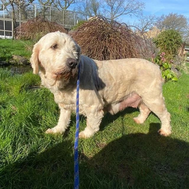 Wendy, cream female Goldendoodle for adoption at Many Tears Animal Rescue, Llanelli — photo 4 of 4