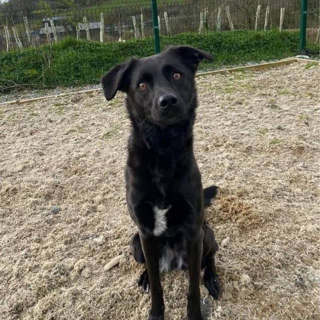 Olive, female Mixed Breed for adoption at Many Tears Animal Rescue, Llanelli