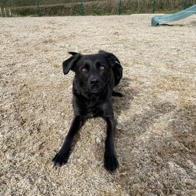 Olive, female Mixed Breed for adoption at Many Tears Animal Rescue, Llanelli — photo 3 of 4