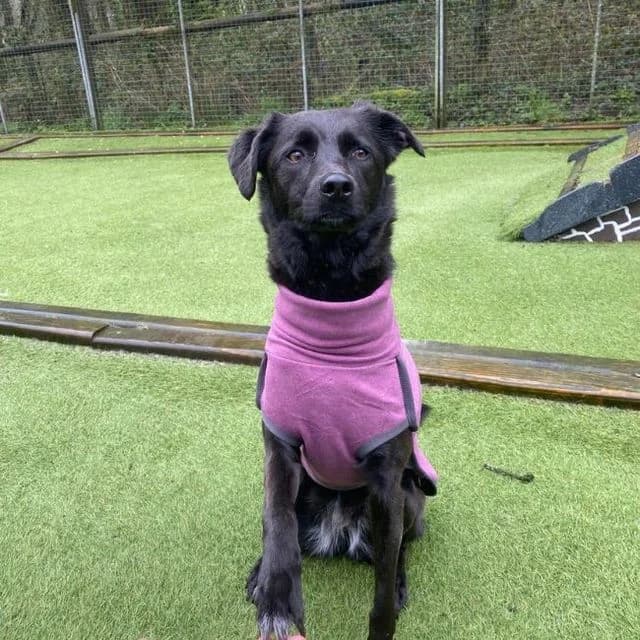 Olive, female Mixed Breed for adoption at Many Tears Animal Rescue, Llanelli — photo 4 of 4