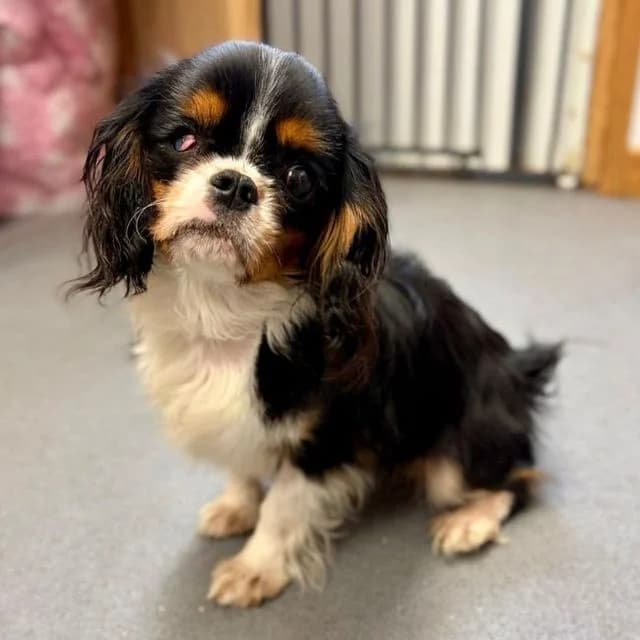 Valerie, female puppy Cavalier King Charles Spaniel for adoption at Many Tears Animal Rescue, Llanelli