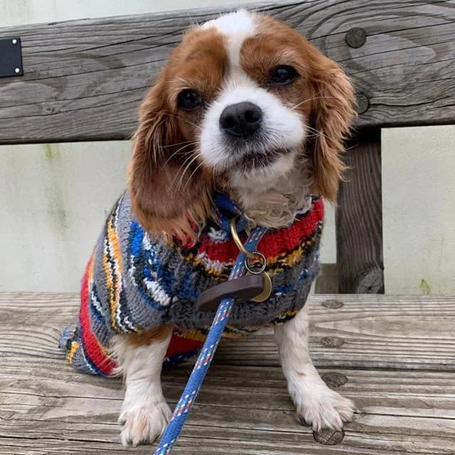 Vivian, female senior Cavalier King Charles Spaniel for adoption at Many Tears Animal Rescue, Llanelli